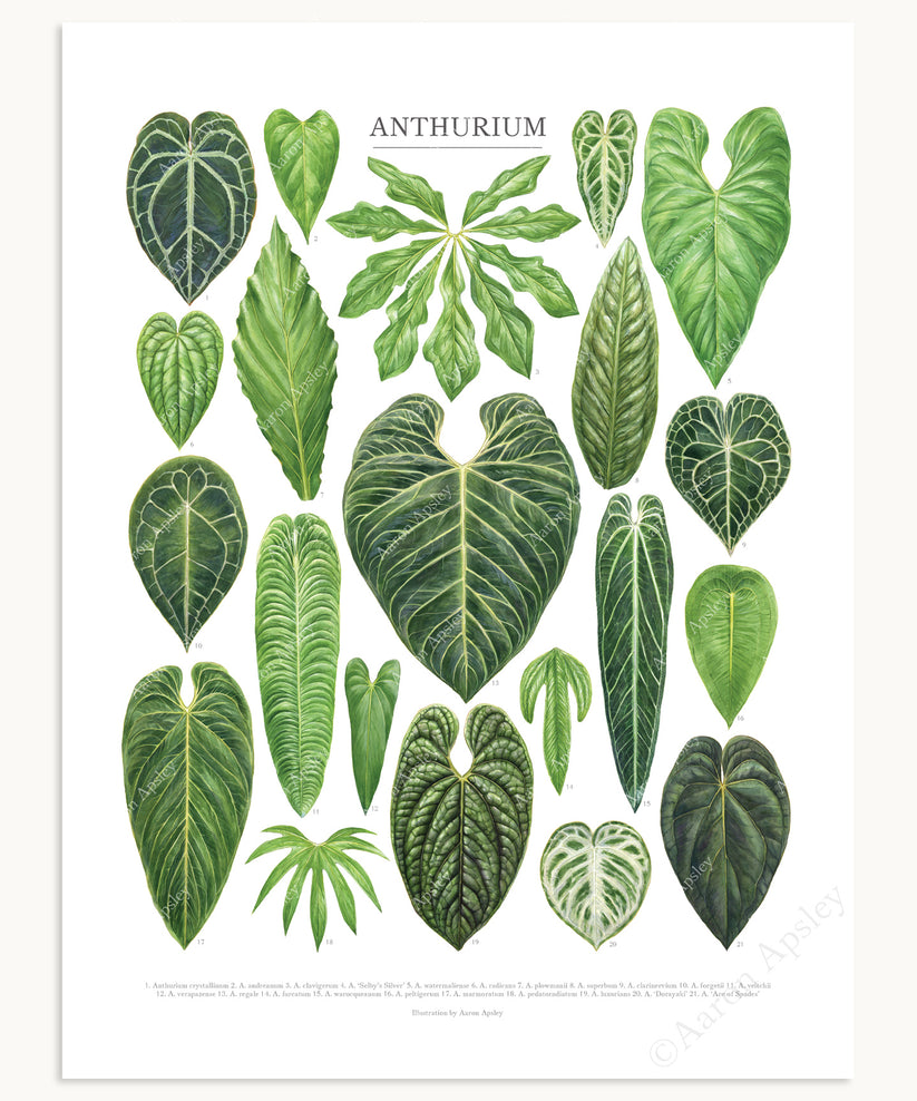 Anthurium Species Print – Aaron Apsley Artwork