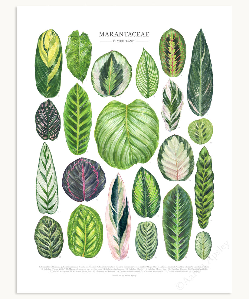 Marantaceae Species Print – Aaron Apsley Artwork