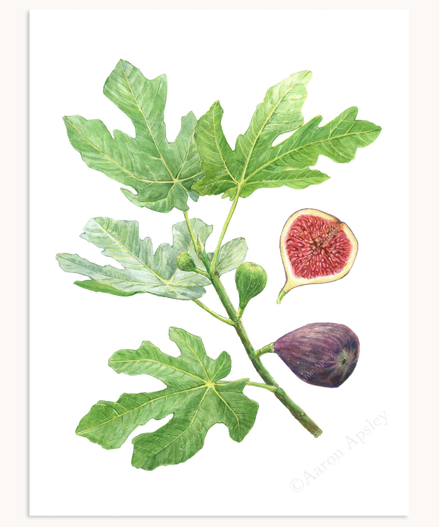 Ficus carica Print