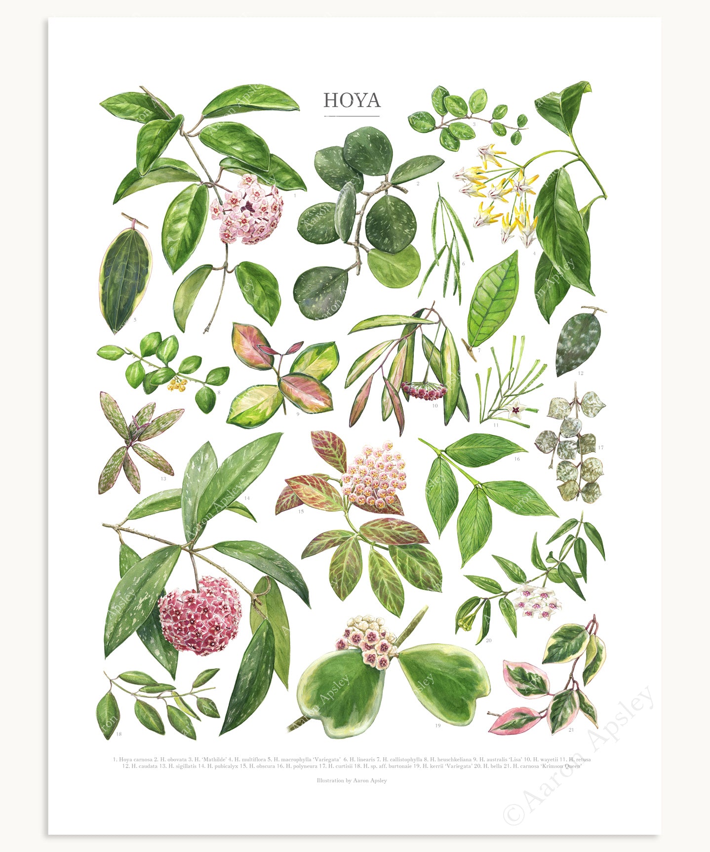 Hoya Species Print