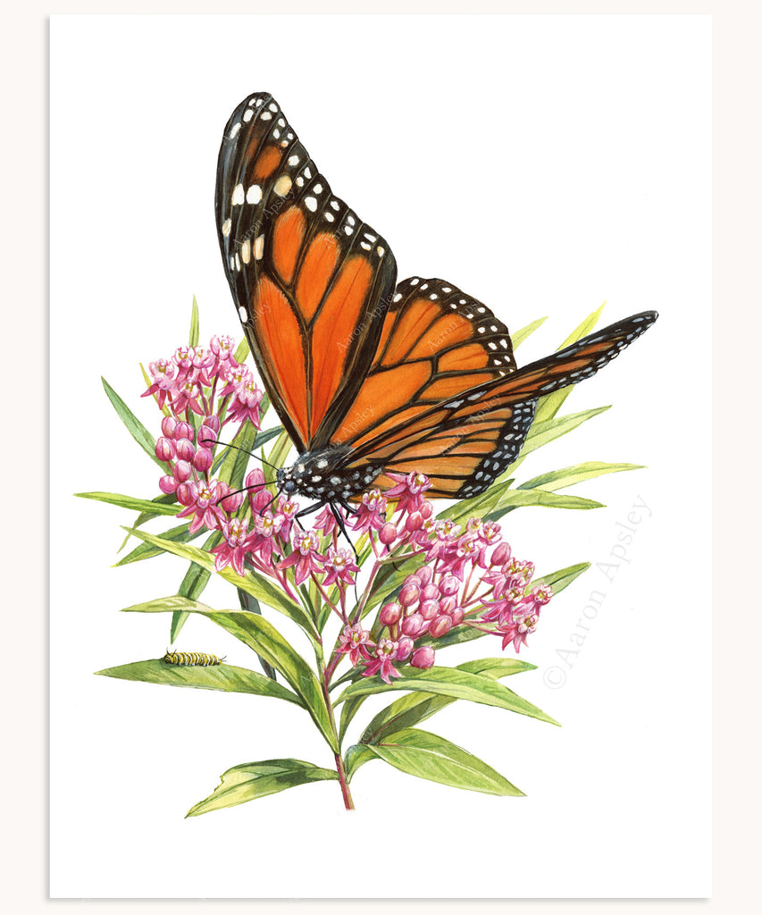 The Connection Between Milkweed and Monarch Butterflies