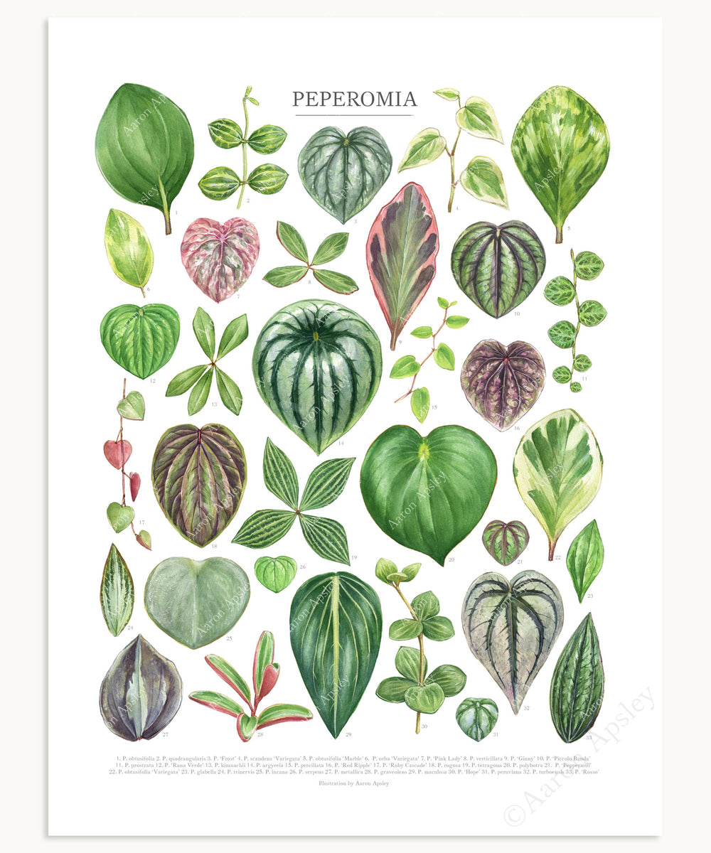 Peperomia Species Print – Aaron Apsley Artwork