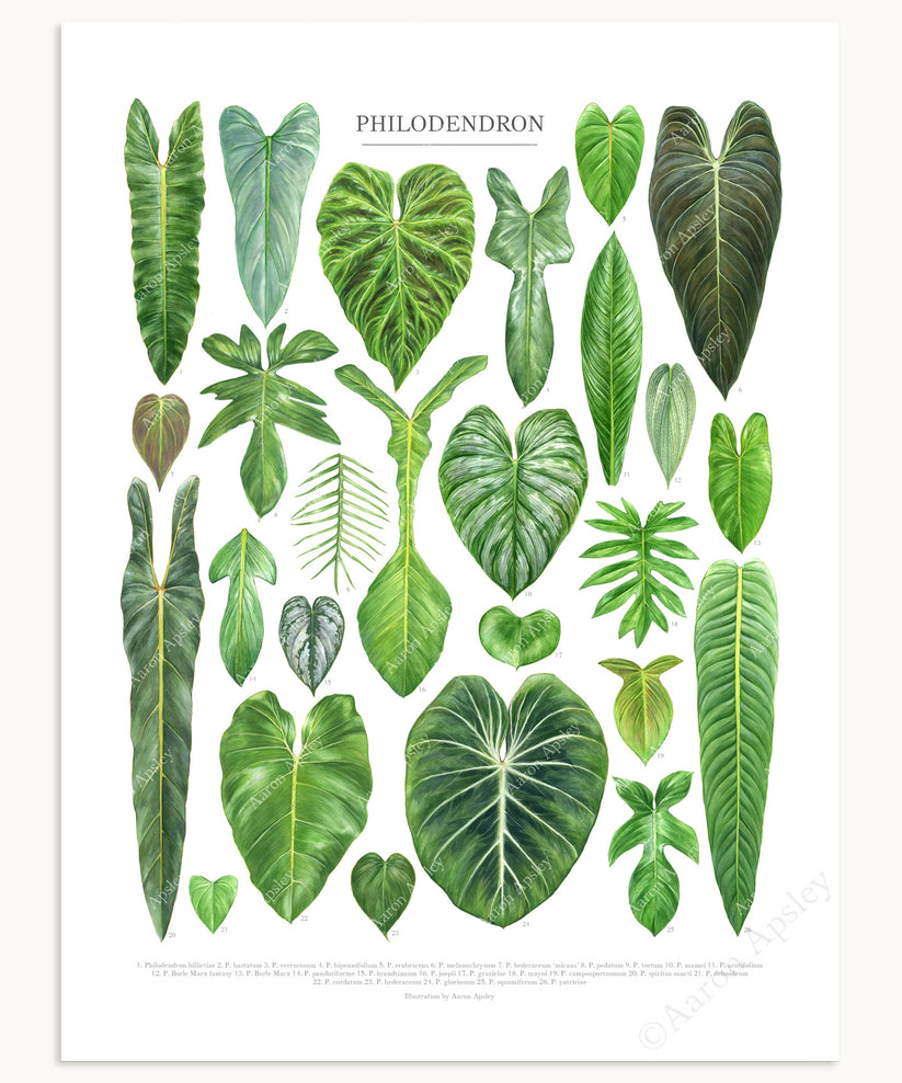 Philodendron Species Print – Aaron Apsley Artwork