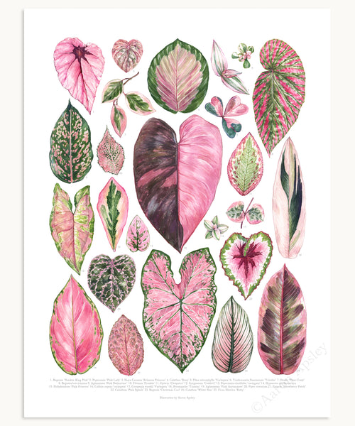 Pink Houseplant Varieties Print – Aaron Apsley Artwork