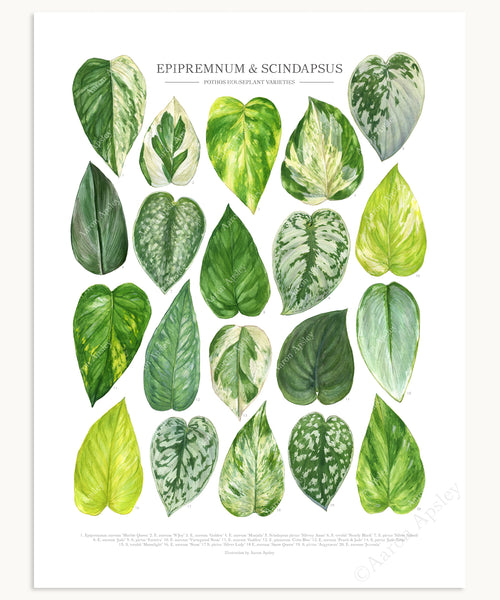 Pothos Print - Epipremnum and Scindapsus varieties – Aaron Apsley Artwork