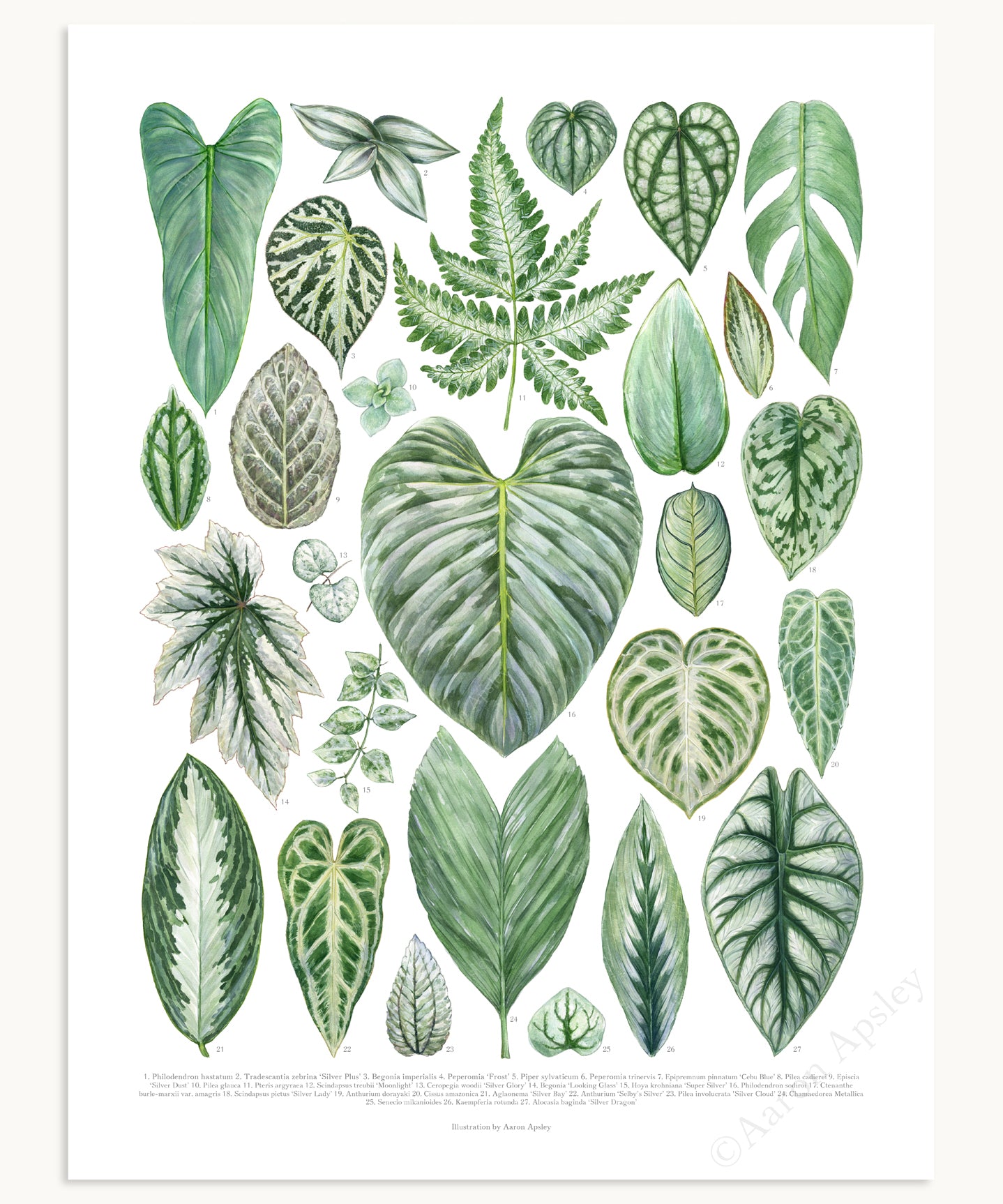 Silver Houseplant Varieties Print – Aaron Apsley Artwork