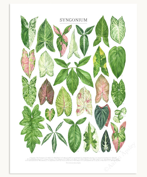 Syngonium Species Print – Aaron Apsley Artwork