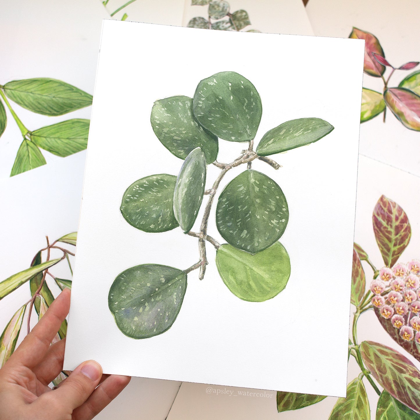 Hoya Species Print