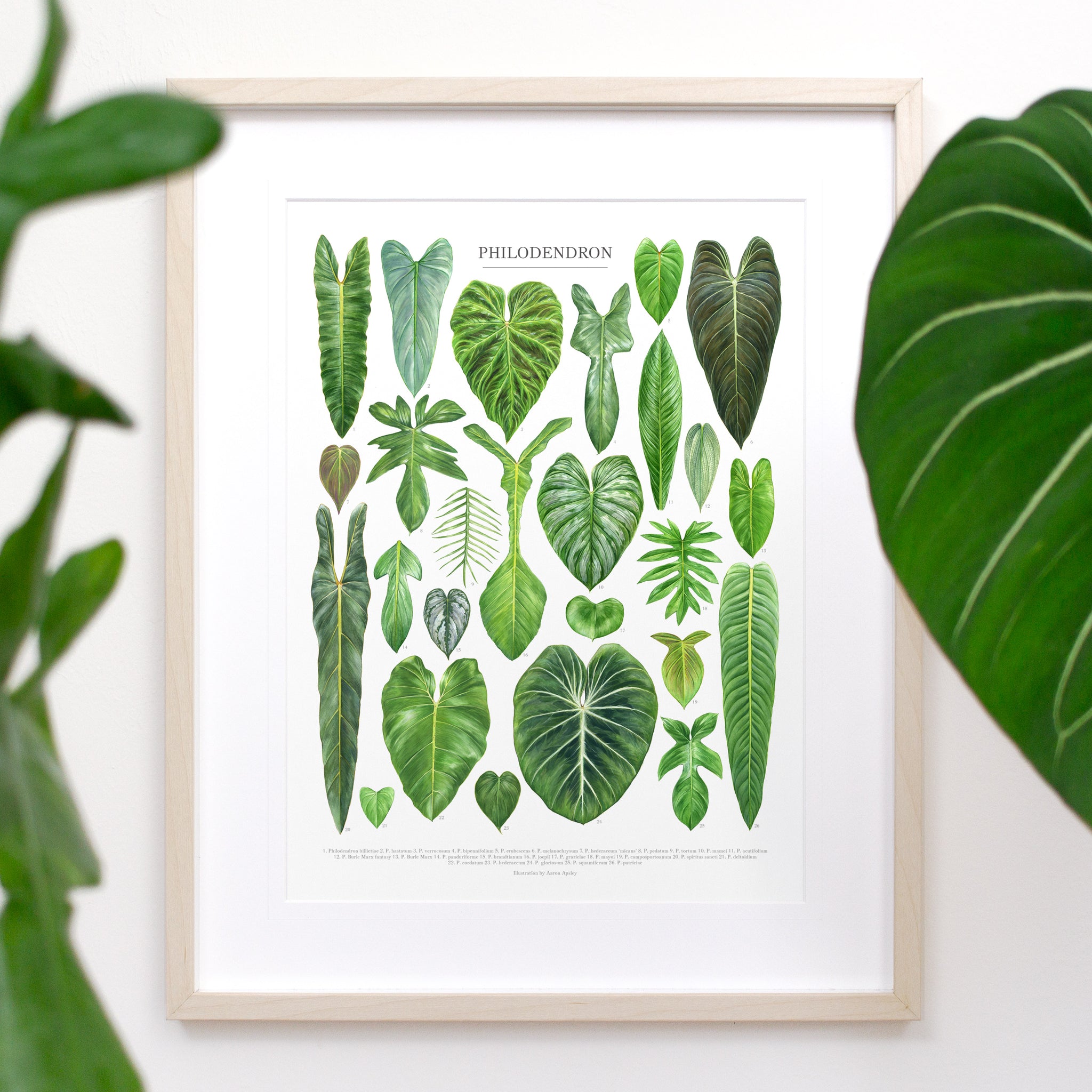 Philodendron Species Print – Aaron Apsley Artwork