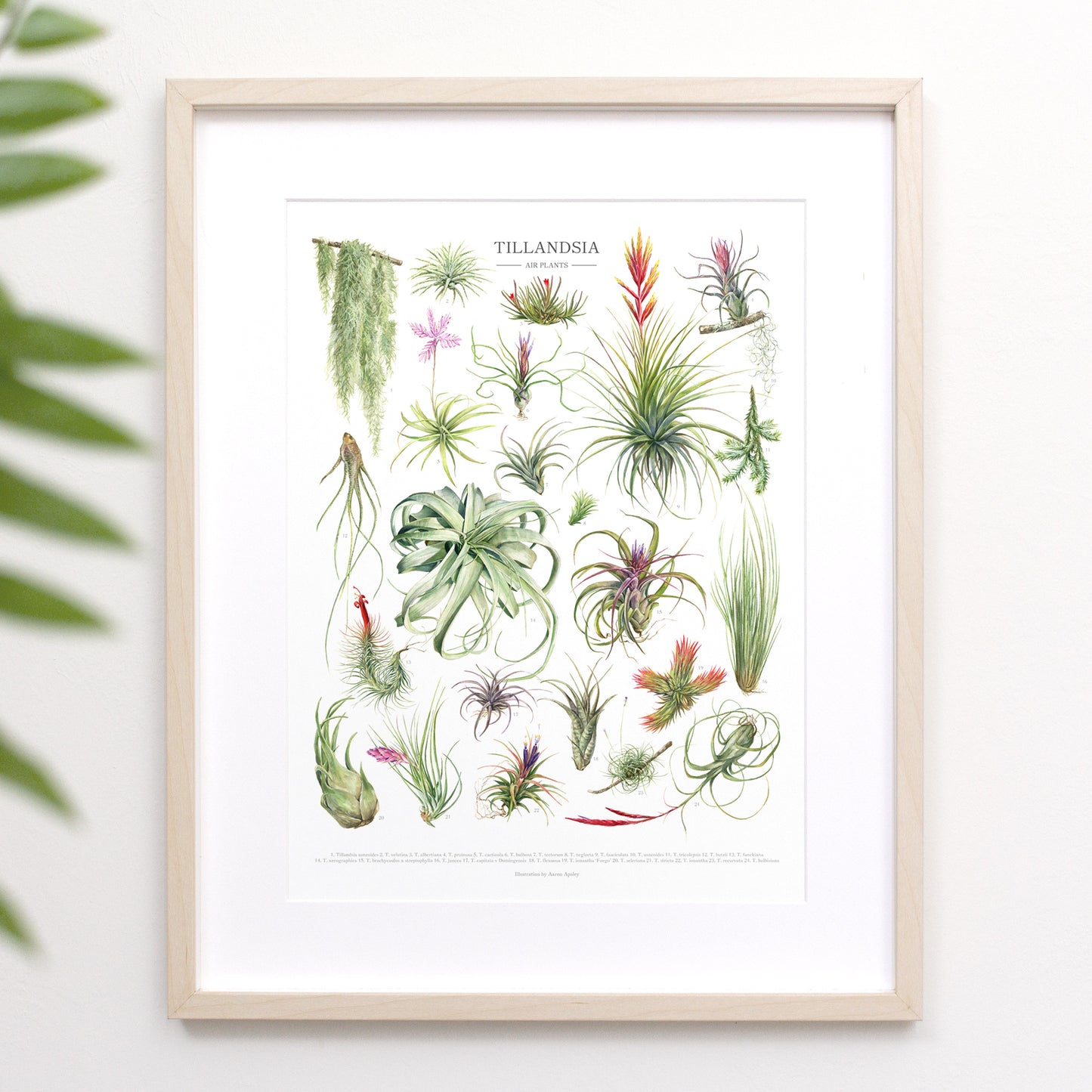 Tillandsia Species Print