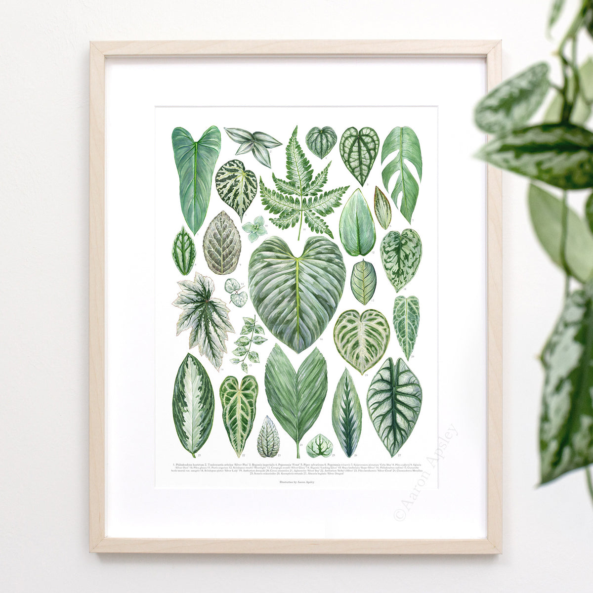 Silver Houseplant Varieties Print – Aaron Apsley Artwork